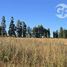  Terreno (Parcela) en venta en Biobío, Quillego, Biobío, Biobío