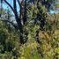 Land for sale in Chile, Ancud, Chiloe, Los Lagos, Chile