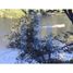  Land for sale in Chile, Puerto Varas, Llanquihue, Los Lagos, Chile