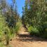  Land for sale in Chile, Pelluhue, Cauquenes, Maule, Chile