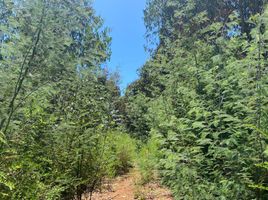  Land for sale in Chile, Pelluhue, Cauquenes, Maule, Chile