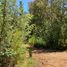  Land for sale in Chile, Pelluhue, Cauquenes, Maule, Chile