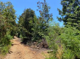  Land for sale in Chile, Pelluhue, Cauquenes, Maule, Chile