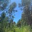  Land for sale in Chile, Pelluhue, Cauquenes, Maule, Chile