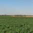  Land for sale in Banda, Santiago Del Estero, Banda