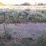  Land for sale in Maule, Longavi, Linares, Maule