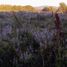  Land for sale in Maule, Longavi, Linares, Maule