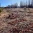  Land for sale in Neuquen, Confluencia, Neuquen