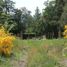  Land for sale in Neuquen, Los Lagos, Neuquen