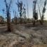  Land for sale in Valparaiso, Nogales, Quillota, Valparaiso