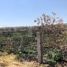  Terreno (Parcela) en venta en Irapuato, Guanajuato, Irapuato