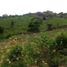  Land for sale in Anapoima, Cundinamarca, Anapoima