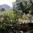  Land for sale in Uruapan, Michoacan, Uruapan