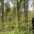  Terreno (Parcela) en venta en Chile, Villarrica, Cautín, Araucanía, Chile