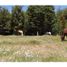  Land for sale in Chile, Pucon, Cautin, Araucania, Chile