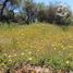 Terreno (Parcela) en venta en Maule, Retiro, Linares, Maule