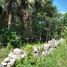  Land for sale in Tekanto, Yucatan, Tekanto