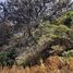  Land for sale in Zapopan, Jalisco, Zapopan, Jalisco