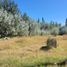  Land for sale in Neuquen, Confluencia, Neuquen