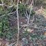  Terreno (Parcela) en venta en Cozumel, Quintana Roo, Cozumel, Quintana Roo