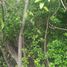 Grundstück zu verkaufen in Othon P Blanco, Quintana Roo, Othon P Blanco