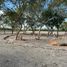  Terreno (Parcela) en venta en Motul, Yucatán, Motul