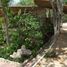  Grundstück zu verkaufen in Cozumel, Quintana Roo, Cozumel