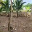 Terrain à vendre à Othon P Blanco, Quintana Roo, Othon P Blanco