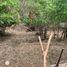  Grundstück zu verkaufen in Dist Pochutla, Oaxaca, Dist Pochutla