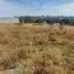  Land for sale in Tepetitla De Lardizabal, Tlaxcala, Tepetitla De Lardizabal