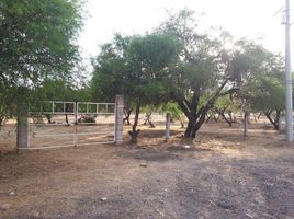  Land for sale in Asientos, Aguascalientes, Asientos