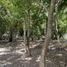  Terreno (Parcela) en venta en Othon P Blanco, Quintana Roo, Othon P Blanco
