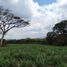 在Coatepec, Veracruz出售的 土地, Coatepec