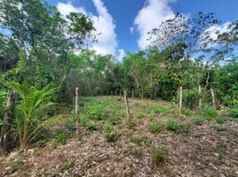  Grundstück zu verkaufen in Othon P Blanco, Quintana Roo, Othon P Blanco