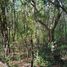  Land for sale in Valladolid, Yucatan, Valladolid