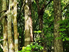  Grundstück zu verkaufen in Othon P Blanco, Quintana Roo, Othon P Blanco