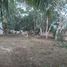  Grundstück zu verkaufen in Othon P Blanco, Quintana Roo, Othon P Blanco