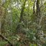  Land for sale in Othon P Blanco, Quintana Roo, Othon P Blanco
