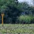  Land for sale in El Salto, Jalisco, El Salto