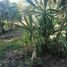  Grundstück zu verkaufen in Othon P Blanco, Quintana Roo, Othon P Blanco