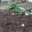  Land for rent in Tlalnelhuayocan, Veracruz, Tlalnelhuayocan