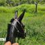  Land for sale in Tierra Nueva, San Luis Potosi, Tierra Nueva