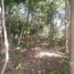 Terrain à vendre à Othon P Blanco, Quintana Roo, Othon P Blanco