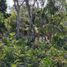 Terrain à vendre à Othon P Blanco, Quintana Roo, Othon P Blanco