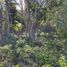 Terrain à vendre à Othon P Blanco, Quintana Roo, Othon P Blanco