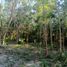  Grundstück zu verkaufen in Othon P Blanco, Quintana Roo, Othon P Blanco