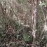 Terrain à vendre à Othon P Blanco, Quintana Roo, Othon P Blanco