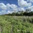  Terreno (Parcela) en venta en Chemax, Yucatán, Chemax