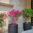 2 Bedroom Apartment for sale in Miguel Hidalgo, Mexico City, Miguel Hidalgo, Mexico City, Mexico