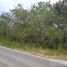  Land for sale in Tixcacalcupul, Yucatan, Tixcacalcupul